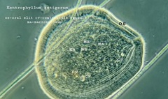 Kentrophyllum setigerum