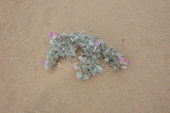 Oxytropis tragacanthoides