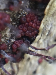 Nectriaceae
