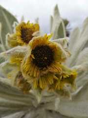 Espeletia