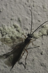 Pimpla rufipes