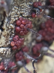 Nectriaceae