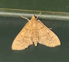 Herpetogramma aeglealis