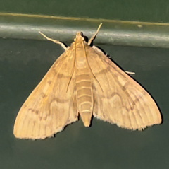 Herpetogramma aeglealis