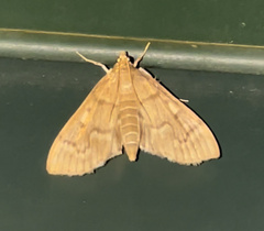Herpetogramma aeglealis