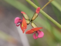 Kennedia coccinea
