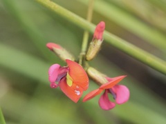 Kennedia coccinea