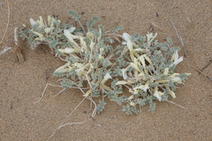 Astragalus teskhemicus