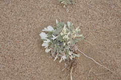 Astragalus teskhemicus