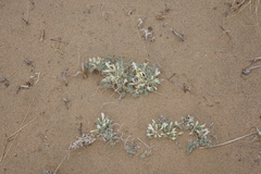 Astragalus teskhemicus