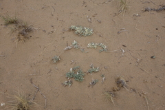 Astragalus teskhemicus