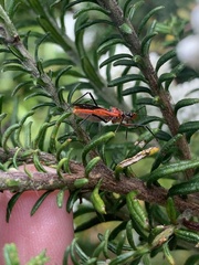 Gminatus