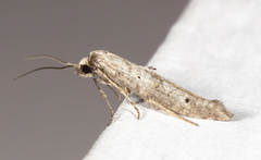 Ochromolopis ramapoella