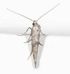 Ochromolopis ramapoella