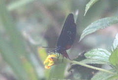 Eumaeus atala