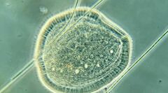 Kentrophyllum setigerum