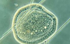 Kentrophyllum setigerum