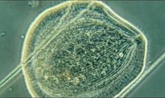 Kentrophyllum setigerum