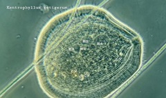 Kentrophyllum setigerum