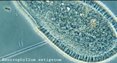 Kentrophyllum setigerum