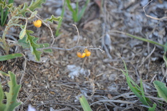 Solanum juvenale