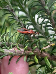 Gminatus