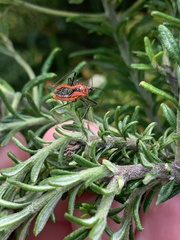 Gminatus