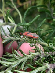 Gminatus