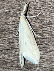 Donacaula melinellus