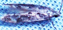 Chionodes