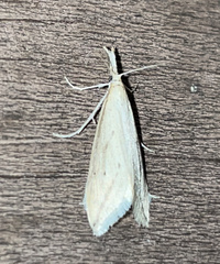 Donacaula melinellus