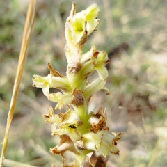 Dichromanthus michuacanus