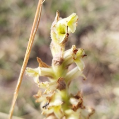 Dichromanthus michuacanus