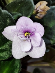 Streptocarpus ionanthus