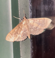 Herpetogramma aeglealis