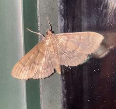 Herpetogramma aeglealis