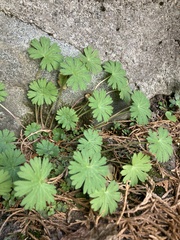 Geranium bicknellii