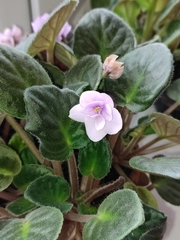 Streptocarpus ionanthus