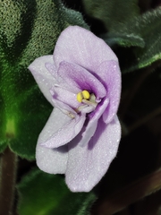 Streptocarpus ionanthus