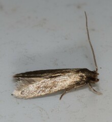 Phaeoses sabinella