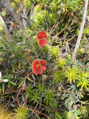 Gompholobium ecostatum