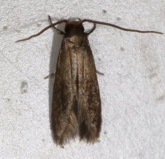 Phaeoses sabinella