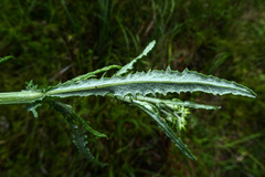 Senecio hispidulus