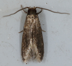 Phaeoses sabinella