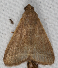 Simplicia cornicalis