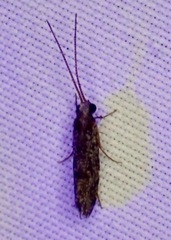Polycentropodidae