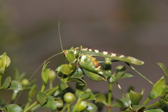 Insara covilleae