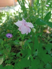 Aquilegia vulgaris