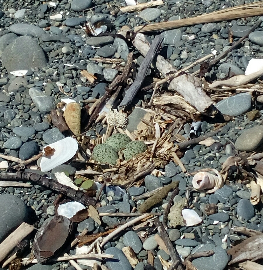 Anarhynchus bicinctus bicinctus
