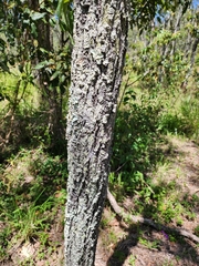 Eucalyptus melanophloia